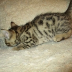 Sofie, Egyptian Mau, Bronze Female DOB 1-22-17