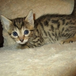 Sofie, Egyptian Mau, Bronze Female DOB 1-22-17