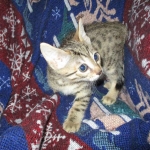 Sofie, Egyptian Mau, Bronze Female DOB 1-22-17