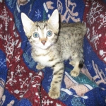 Sofie, Egyptian Mau, Bronze Female DOB 1-22-17