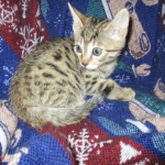 Sofie, Egyptian Mau, Bronze Female DOB 1-22-17