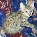 Sofie, Egyptian Mau, Bronze Female DOB 1-22-17