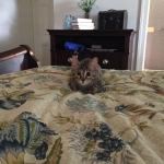 Sophie, Egyptian Mau, Bronze Female DOB 1-22-17