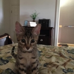 Sophie, Egyptian Mau, Bronze Female DOB 1-22-17