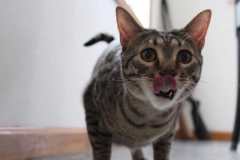 Nova, Egyptian Mau, Bronze, Female, #2, DOB 7-26-17