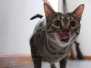 Nova, Egyptian Mau, Bronze, Female, #2, DOB 7-26-17