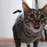 Nova, Mau, Bronze, Female, DOB 7-26-17