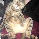 Nova, Mau, Bronze, Female, DOB 7-26-17