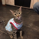 Nova, Mau, Bronze, Female, DOB 7-26-17