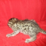 Mau, Bronze, Female, DOB 7-26-17