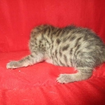 Mau, Bronze, Female, DOB 7-26-17