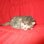 Mau, Bronze, Female, DOB 7-26-17
