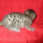 Mau, Bronze, Female, DOB 7-26-17