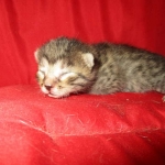 Mau, Bronze, Female, DOB 7-26-17