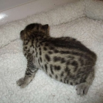 Mau, Bronze, Female, DOB 7-26-17