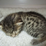 Mau, Bronze, Female, DOB 7-26-17