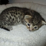 Mau, Bronze, Female, DOB 7-26-17