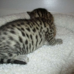 Mau, Bronze, Female, DOB 7-26-17