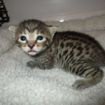 Mau, Bronze, Female, DOB 7-26-17