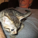 Nova, Mau, Bronze, Female, DOB 7-26-17