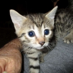 Nova, Mau, Bronze, Female, DOB 7-26-17