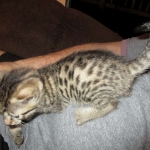 Nova, Mau, Bronze, Female, DOB 7-26-17