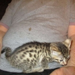 Nova, Mau, Bronze, Female, DOB 7-26-17