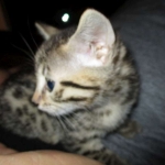 Nova, Mau, Bronze, Female, DOB 7-26-17