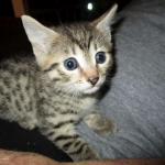 Nova, Mau, Bronze, Female, DOB 7-26-17