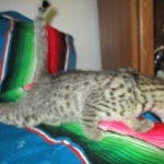 Nova, Mau, Bronze, Female, DOB 7-26-17