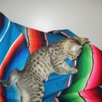 Nova, Mau, Bronze, Female, DOB 7-26-17