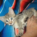 Nova, Mau, Bronze, Female, DOB 7-26-17