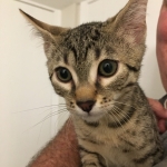 Nova, Mau, Bronze, Female, DOB 7-26-17
