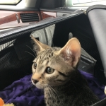 Nova, Mau, Bronze, Female, DOB 7-26-17