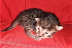 Kauket Egyptian Mau Bronze Female DOB 2/25/19