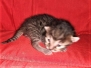 Kauket Egyptian Mau Bronze Female DOB 2/25/19