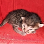 Mau, Bronze, Female DOB 2-25-19