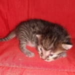 Mau, Bronze, Female DOB 2-25-19
