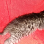 Mau, Bronze, Female DOB 2-25-19