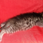 Mau, Bronze, Female DOB 2-25-19