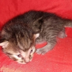 Mau, Bronze, Female DOB 2-25-19