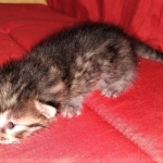 Mau, Bronze, Female DOB 2-25-19
