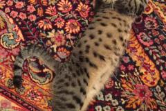 Simba Egyptian Mau Bronze female DOB 3-11-17