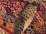 Simba Egyptian Mau Bronze female DOB 3-11-17