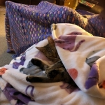 Athena, Mau, Bronze, Female, DOB 4-18-19