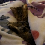 Athena, Mau, Bronze, Female, DOB 4-18-19