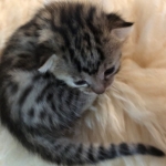 Mau, Bronze, Female, DOB 4-18-19