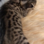 Mau, Bronze, Female, DOB 4-18-19