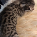 Mau, Bronze, Female, DOB 4-18-19