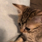 Athena, Mau, Bronze, Female, DOB 4-18-19